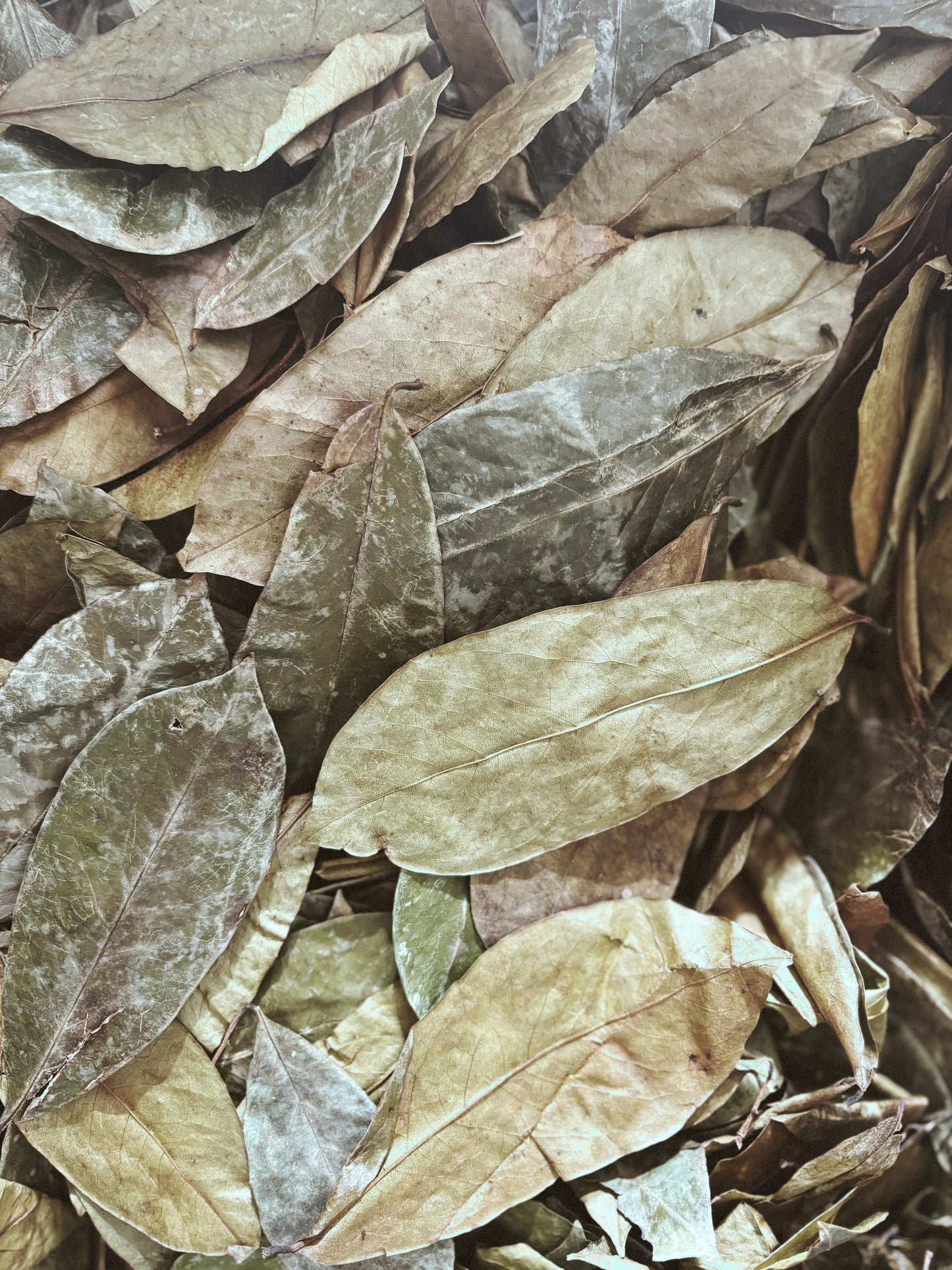 SOURSOP - Cellular Repair, Better Sleep, & Calm in a Cup Premium Soursop Leaves | 90–100 naturally grown leaves | Brews 30+ cups | FREE U.S. Shipping