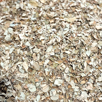 MORINGA – Clean Energy, Glowing Skin & Focus in a Cup Loose-Leaf Moringa | Wild Crafted, Hand- Harvested & Naturally Dried | Brews 45–60 Cups | FREE U.S. Shipping