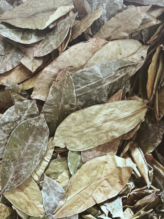 SOURSOP - Cellular Repair, Better Sleep, & Calm in a Cup Premium Soursop Leaves | 90–100 naturally grown leaves | Brews 30+ cups | FREE U.S. Shipping